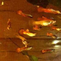 Guppy rossi, specie più resistente e sana