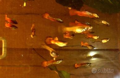 Guppy rossi, specie più resistente e sana