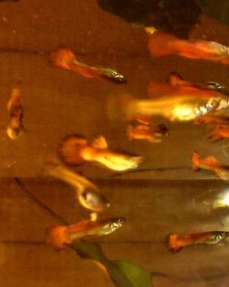 Guppy rossi, specie più resistente e sana