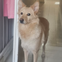Meticcia, volpina-golden retriever