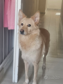 Meticcia, volpina-golden retriever