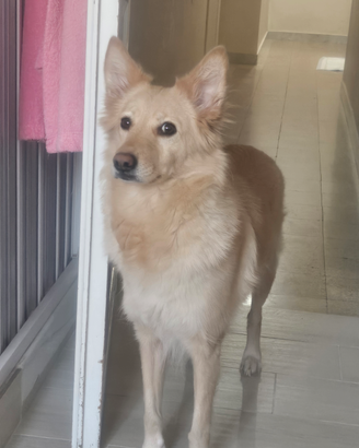 Meticcia, volpina-golden retriever