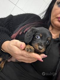 Bassotto kanichen pelo lungo