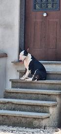 bull terrier standard 