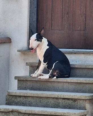 bull terrier standard 