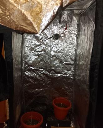 Grow box