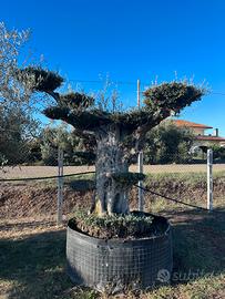 Piante di ulivo per il giardino