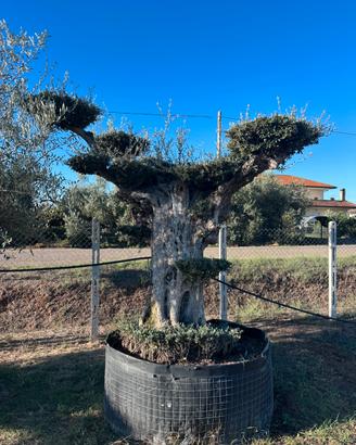 Piante di ulivo per il giardino