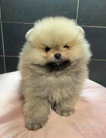 Pomerania Spitz Toy nano 