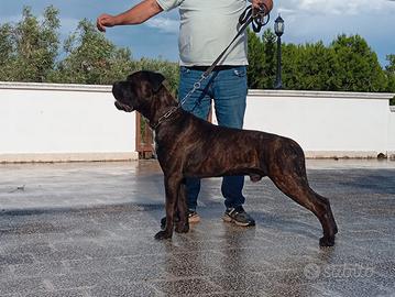 Cane corso per monta