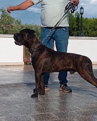 Cane corso per monta