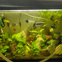 Pesci ciclidi malawi per acquario