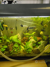 Pesci ciclidi malawi per acquario