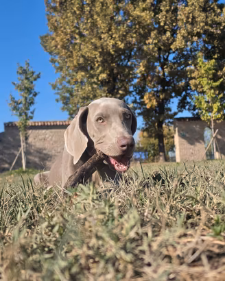 Cuccioli Weimaraner
