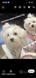 Cani Maltesi