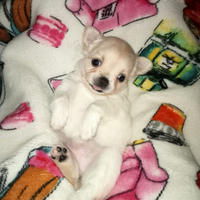 Cuccioli di chihuahua