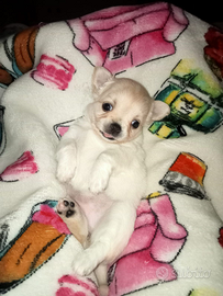 Cuccioli di chihuahua