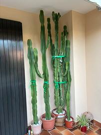 Cactus presenti in foto h270