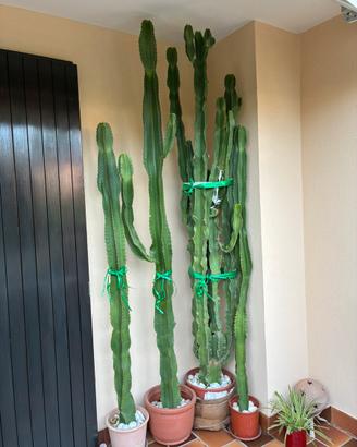 Cactus presenti in foto h270