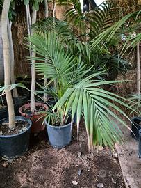 piante Kentia