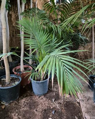 piante Kentia