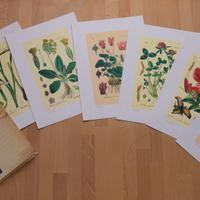 Stampe Silvestri: 6 lito create a fine 800