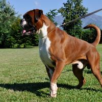 Boxer cuccioli a Verona