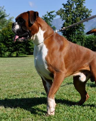 Boxer cuccioli a Verona