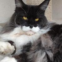 Maine coon in rehoming