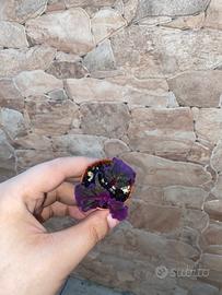 Talea di Gynura aurantiaca