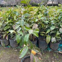 siepi da giardino viburno lucido