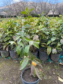 siepi da giardino viburno lucido