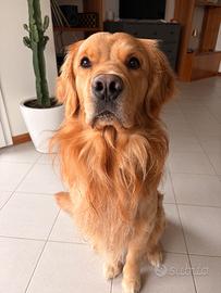 Golden Retriver maschio per accoppiamento