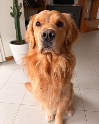 Golden Retriver maschio per accoppiamento
