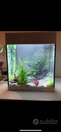 Acquario askoll pure m