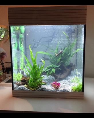 Acquario askoll pure m
