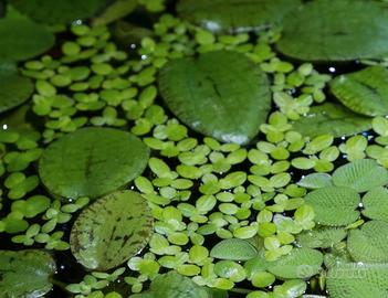 Lemna Minor (duckweed)