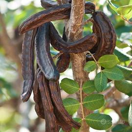 carrube biologiche ancora sull'albero