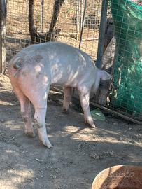 Blocco maiali pietrain leggere descrizione