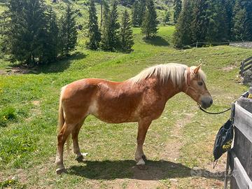 Cavallo