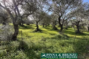 Oristano ULIVETO 1.000 pian PREZZO RIBASSATO