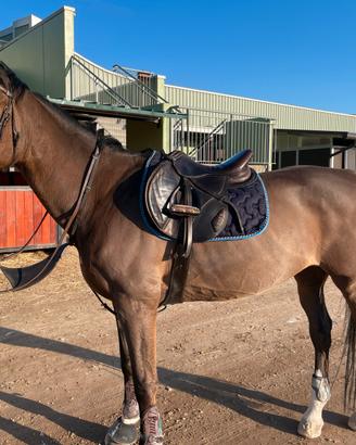 Cavallo 2009 per passaggio brevetto-primo gr