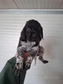 Cocker bracco tartufi