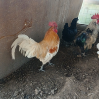 Galli cemani o mix