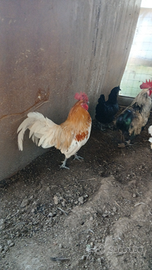 Galli cemani o mix