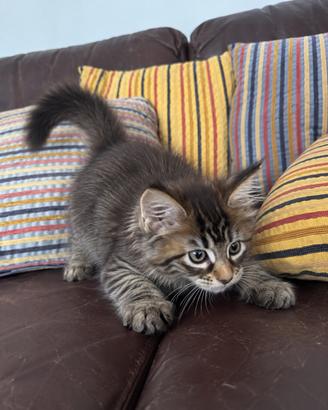 Gattino Main Coon maschio di 2 mesi Black Brown
