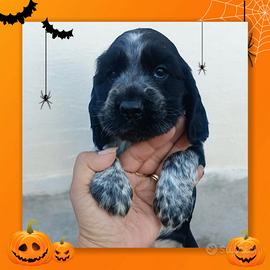 Cocker spaniel inglese