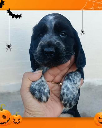 Cocker spaniel inglese