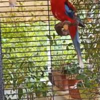 Coppia di Roselle