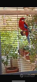 Coppia di Roselle